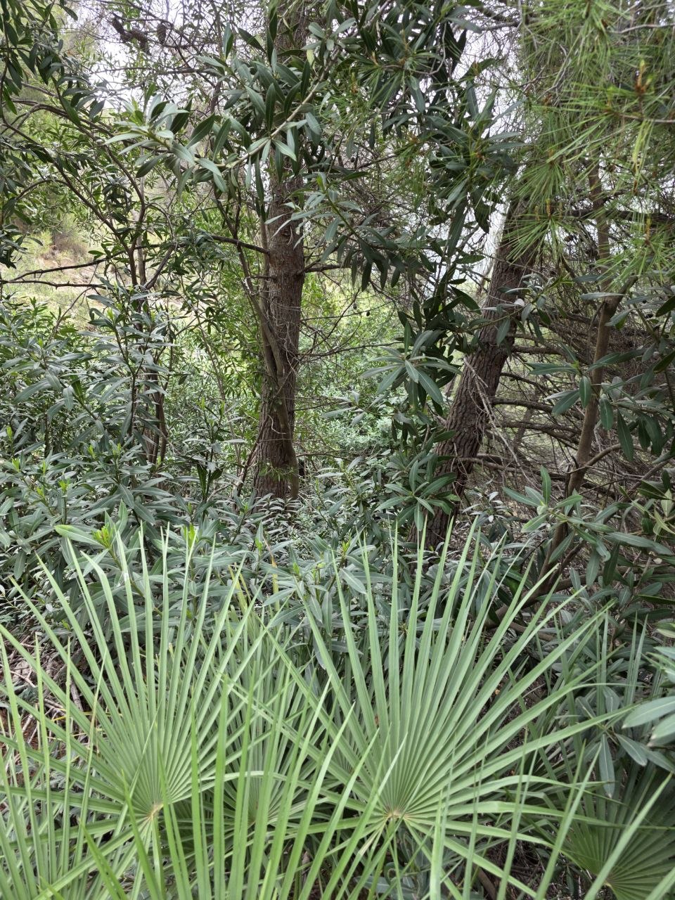 Frigiliana ruta de la acequia Lízar