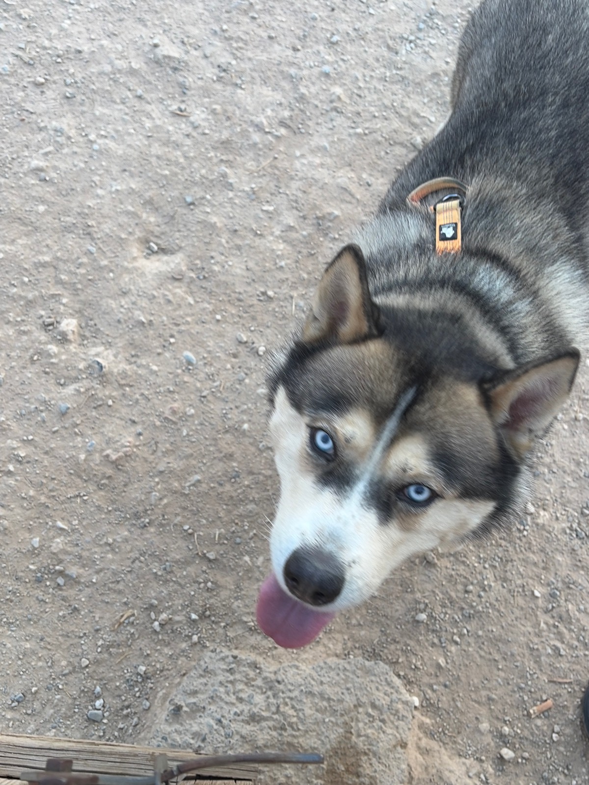 Paseito con Thor 🐺