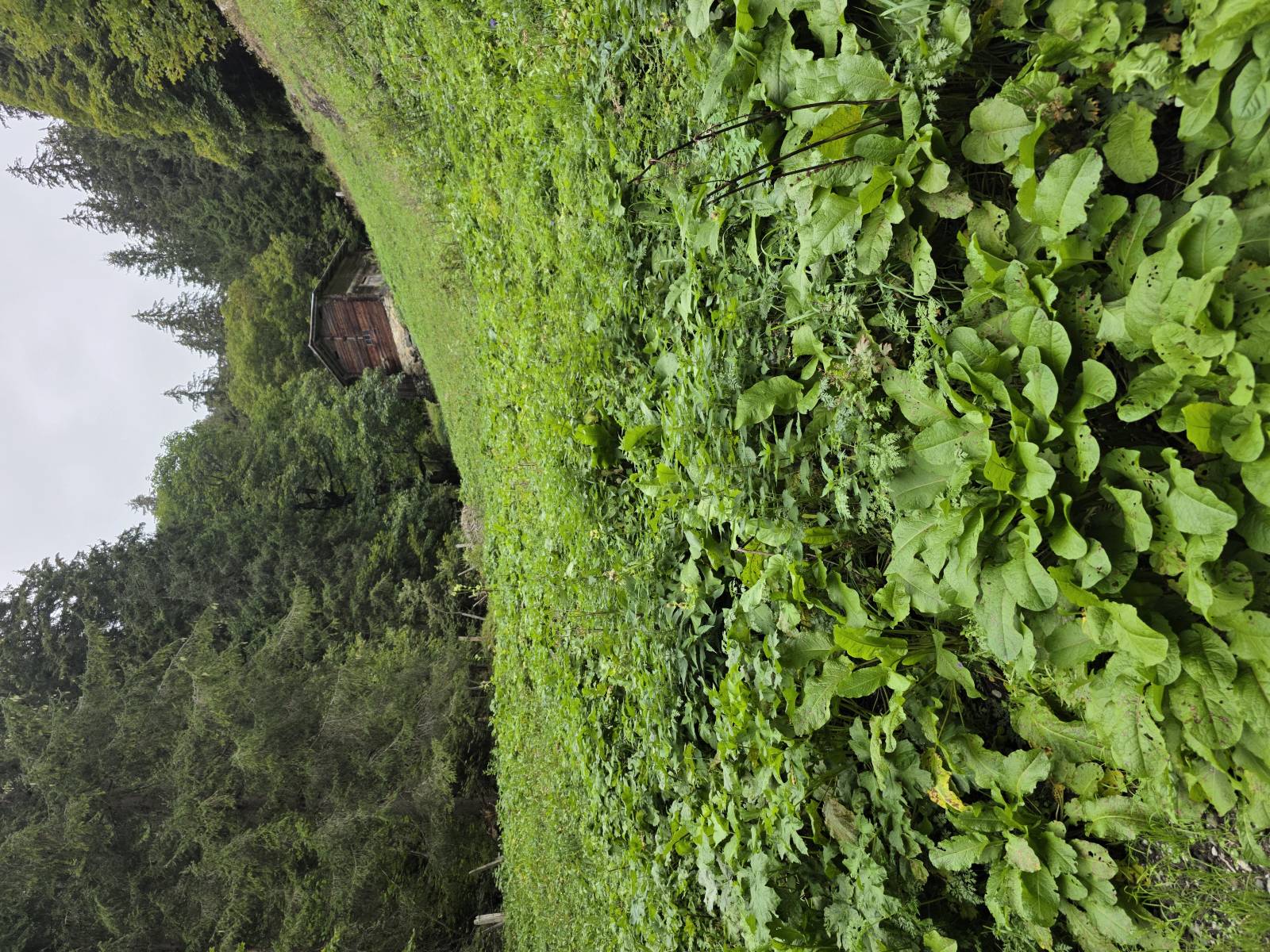 Murren - North Face Trail